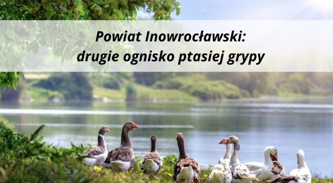 Powiat Inowrocławski: drugie ognisko ptasiej grypy