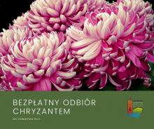 Bezpłatny odbiór chryzantem