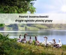 Powiat Inowrocławski: drugie ognisko ptasiej grypy